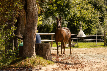 Chestnut Arabian Lewitzer mix horse walks through paddock in warm sunlight surrounded by green foliage.
