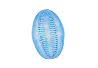 Isolated Marine Microorganism Diatom Blue Bioluminescent Algae Ocean Protozoa Plankton Study