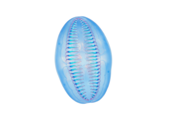 Isolated Marine Microorganism Diatom Blue Bioluminescent Algae Ocean Protozoa Plankton Study