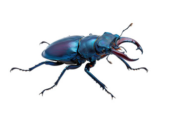 Isolated Stag Beetle with Large Mandibles and Exoskeleton Against a Plain Backdrop