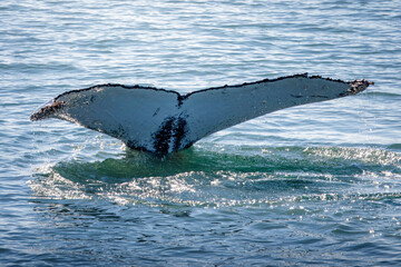 Whale Watching North Atlantic, off Akureyri, Iceland, August 2025.  Blows and Flukes on a beautiful calm summers day.  