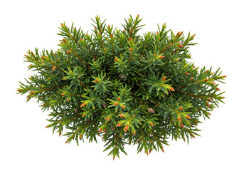 Isolated Juniperus horizontalis plant, evergreen shrub for landscaping, ground cover garden design