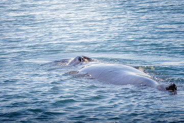 Whale Watching North Atlantic, off Akureyri, Iceland, August 2025.  Blows and Flukes on a beautiful calm summers day.  