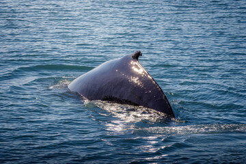 Whale Watching North Atlantic, off Akureyri, Iceland, August 2025.  Blows and Flukes on a beautiful calm summers day.  