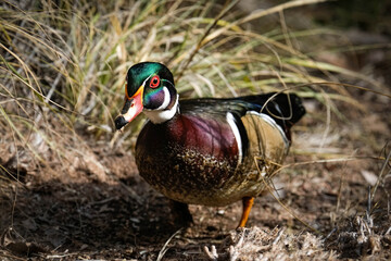 Wood Duck Drake Posing