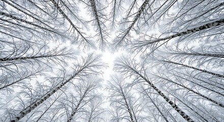Birch trees covered in snow, creating a mesmerizing winter forest canopy