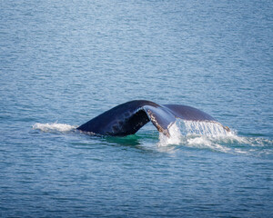 Whale Watching North Atlantic, off Akureyri, Iceland, August 2025.  Blows and Flukes on a beautiful calm summers day.  
