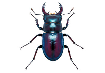 Isolated insect animal with blue iridescent exoskeleton and long mandibles on a plain surface