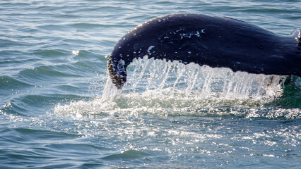 Whale Watching North Atlantic, off Akureyri, Iceland, August 2025.  Blows and Flukes on a beautiful calm summers day.  