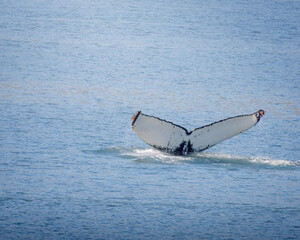 Whale Watching North Atlantic, off Akureyri, Iceland, August 2025.  Blows and Flukes on a beautiful calm summers day.  