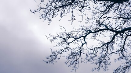 Dark, bare tree branches frame a muted, overcast sky from a low angle perspective.