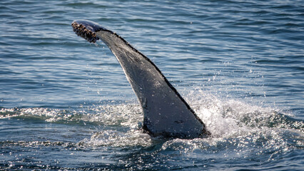 Whale Watching North Atlantic, off Akureyri, Iceland, August 2025.  Blows and Flukes on a beautiful calm summers day.  