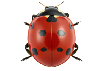 Isolated ladybug, close-up macro of the insect known as ladybird or lady beetle in studio