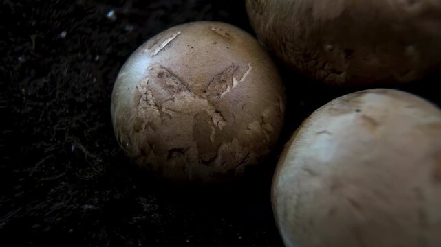 Close-up of button mushrooms growing in the soil: texture of mushrooms Agaricus bisporus. Slowly rotating mushroom, Agriculture B-roll