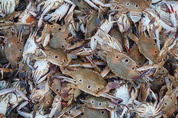 Sea crabs seamless background. Raw crabs in the market. Also called Swimmer crab, Portunus Pelagicus.