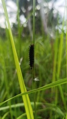 Macro shot of a furry caterpillar crawling on blades of grass in a sunny field. Natural environment with soft blurred background.