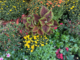 Aerial view of colorful houseplants creating a lush, vibrant garden texture — perfect plant background.