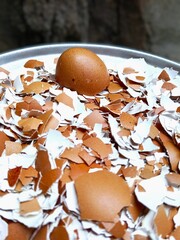Single Egg on Cracked Eggshells