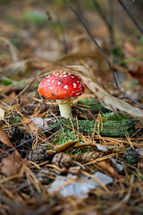 Fly agaric on autumn forest background.