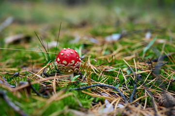 Fly agaric on autumn forest background.