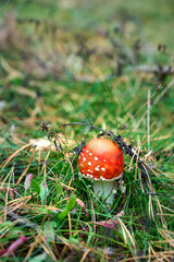 Fly agaric on autumn forest background.