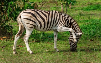 A zebra grazing peacefully on green grass in a natural habitat. The image captures the animal’s distinctive black and white stripes in a lush outdoor setting, representing wildlife, nature, and Africa