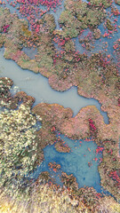 vertical top down view of a river delta with intricate shapes of land and colorful plant life visible through the clear water