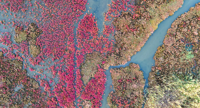 aerial map like view of water veins branching through a red and green field of marsh plants creating a complex natural pattern - Powered by Adobe