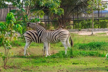 Two zebras grazing together on a green grassland in a natural outdoor habitat. The scene captures wildlife harmony, showcasing the beauty of nature and African landscapes