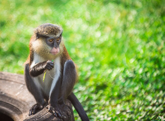 A curious mona monkey sits on an old tire, nibbling on a piece of grass inside its zoo enclosure