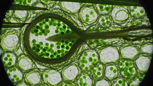Examining Microscopic Algae Cells and Chloroplasts, Scientific Research