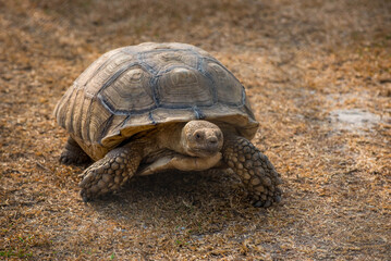 A large tortoise slowly walking across dry grass under natural daylight. The close-up image highlights the texture of its shell and skin, symbolizing patience, longevity, and nature