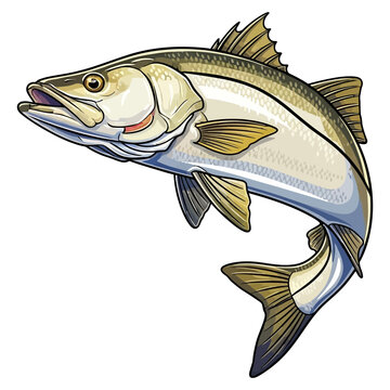 snook fishing illustration logo vector image t shirt