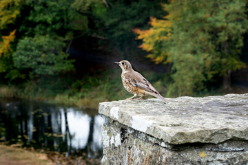 The song thrush, Irish wildlife,  close up