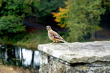 The song thrush, Irish wildlife,  close up