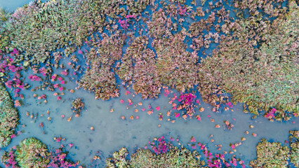 birds eye view of a winding blue river channel cutting through a landscape of red and green wetland plants showing environmental beauty