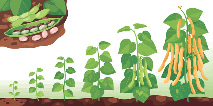 Illustration showing the growth stages of a bean plant from seedling to harvest