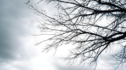 Silhouetted bare branches extend across a bright, cloudy sky expanse.