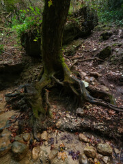 Large old tree roots exposed on the forest floor near a stream showing the intricate textures of nature and the strength of life in a dense green woodland environment