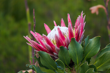 King protea (Protea cynaroides) in bloom at Kirstenbosch National Botanical Garden, Cape Town, showing pink petals and a beautiful central cone against a green backdrop. Western Cape, South Africa.