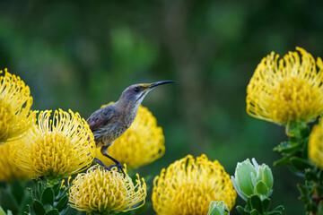 Cape sugarbird (Promerops cafer) feeding on a common pincushion (Leucospermum cordifolium)...