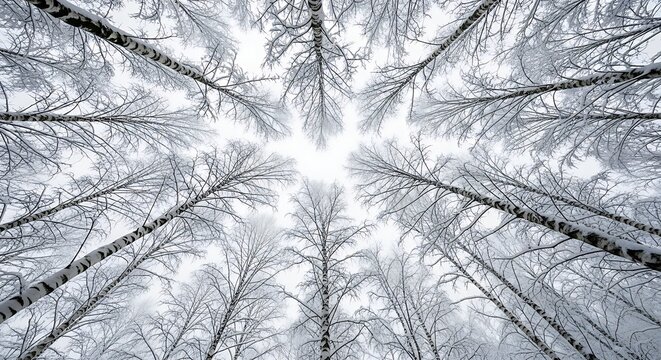 Winter birch forest canopy view in frosted atmosphere on a snowy day