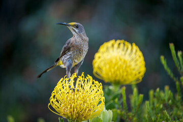 Cape sugarbird (Promerops cafer) feeding on a common pincushion (Leucospermum cordifolium) cultivar. Kirstenbosch National Botanical Garden. Note pollen on head. Cape Town. Western Cape. South Africa.