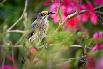 A Cape sugarbird (Promerops cafer) perches on colorful foliage in Kirstenbosch National Botanical Garden, pollen on its head from feeding on flower nectar. Cape Town, Western Cape, South Africa.
