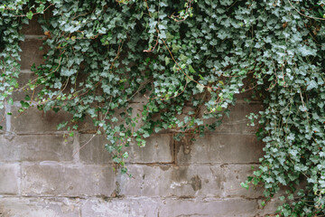 Green ivy leaves grow over a rough concrete wall surface in a natural outdoor setting.