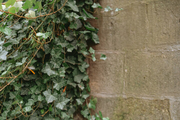 Green ivy growing on old stone wall with textured blocks, natural plant covering