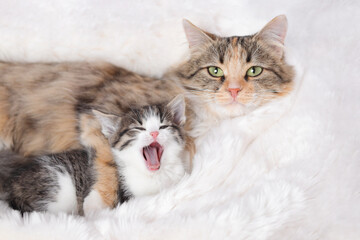 Cute fluffy cat cuddling yawning kitten on white plush bed. Adorable family moment full of love and tenderness. Cozy home atmosphere, warmth, motherhood, pet care concept.