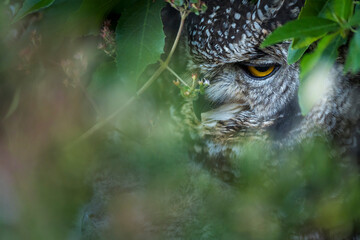 A spotted eagle-owl (Bubo africanus) glares from thick undergrowth in Kirstenbosch National Botanical Garden, Cape Town, Western Cape, South Africa. A nocturnal avian predator in its natural habitat.