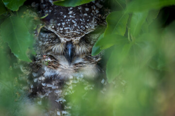 A spotted eagle-owl (Bubo africanus) glares from thick undergrowth in Kirstenbosch National...