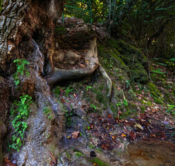 Wet tree roots and mossy rocks on a stream bank providing a habitat for small plants and fungi in a humid forest environment